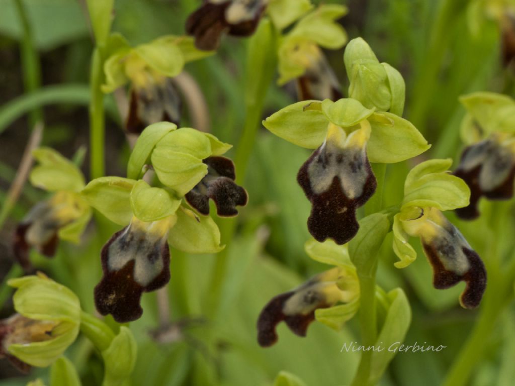 Ophrys